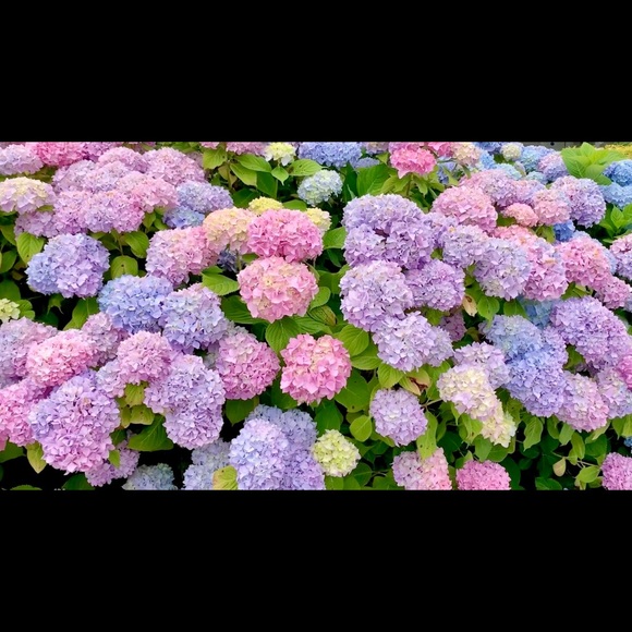 Meet your Posher, Jennifer - Picture 1 of 1